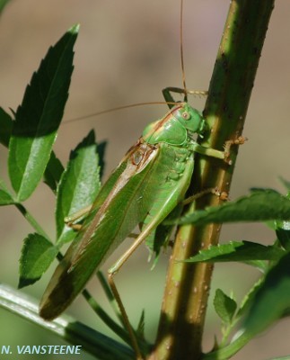 Tettigonia veridissima